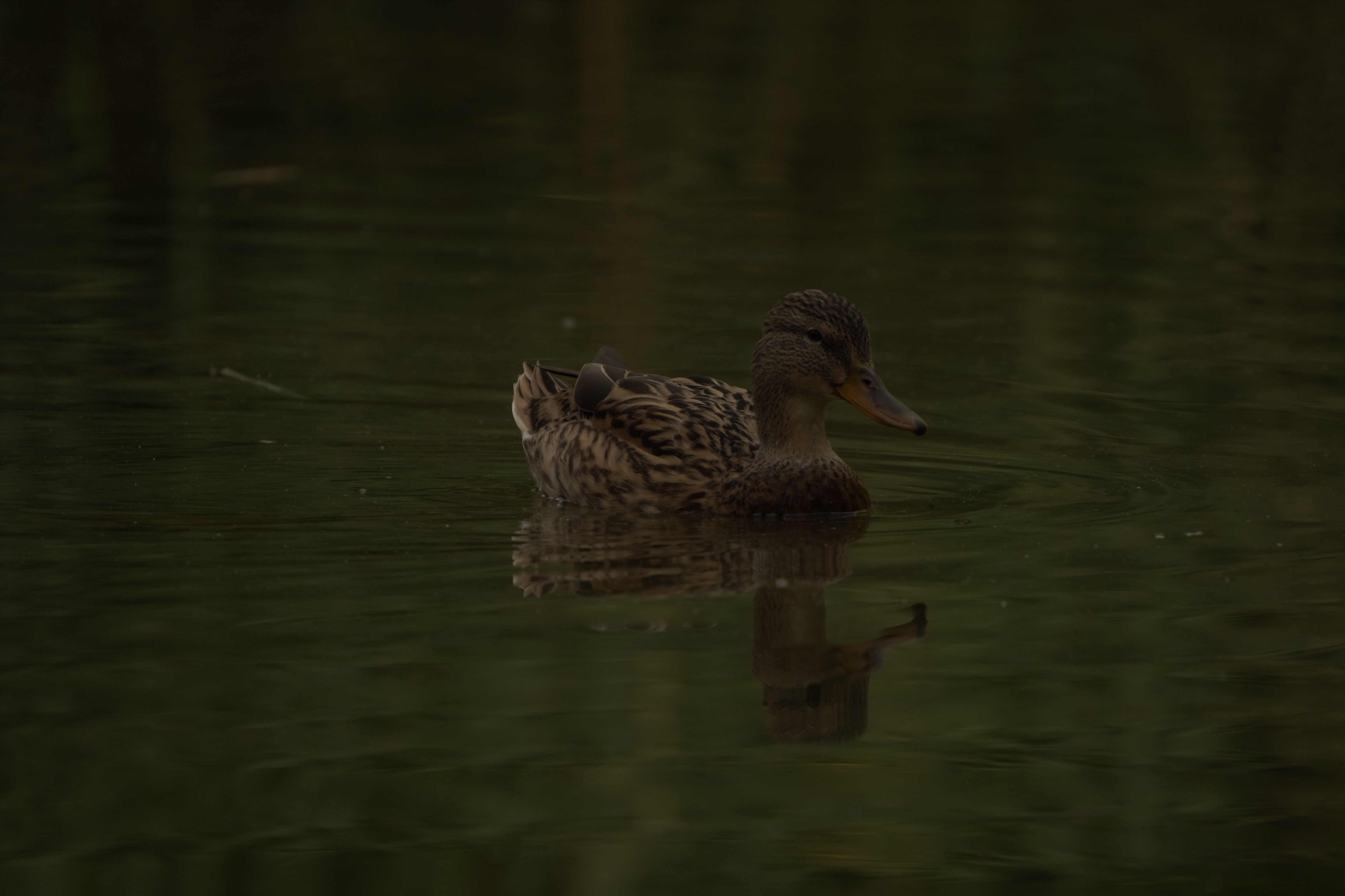 Braune Ente
