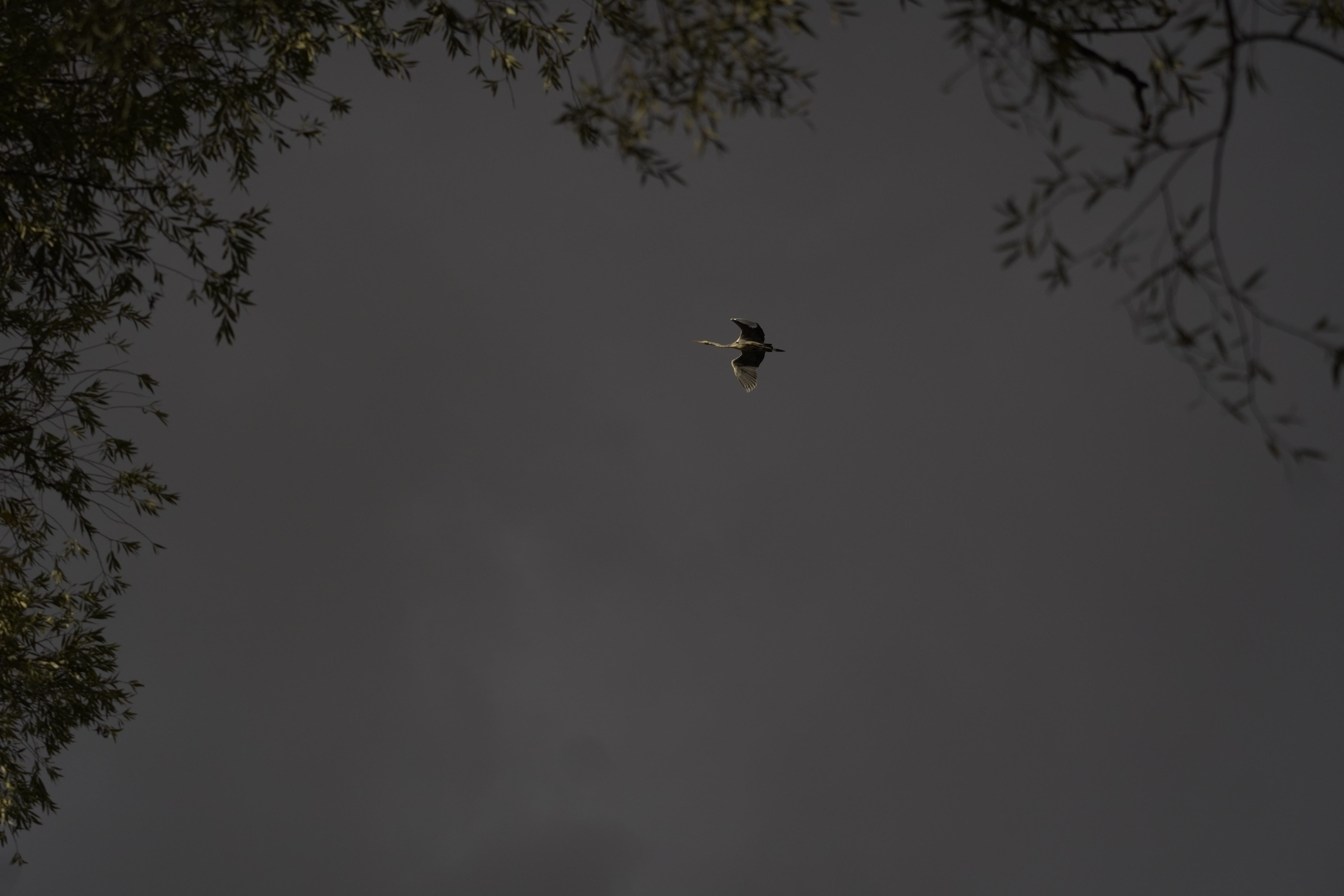 Graureiher im Flug